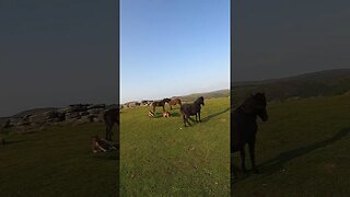 ponies and their fawns Combestone Tor Dartmoor 22nd May 2023