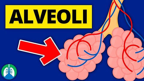 Alveoli (Medical Definition) | Quick Explainer Video