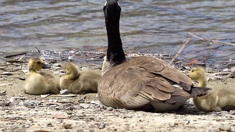 CatTV: Baby Duck with Mamma Duck!!!