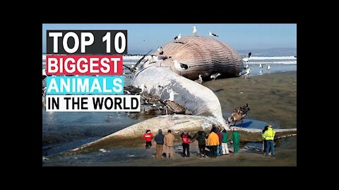 TOP 10 Largest Animals In The World
