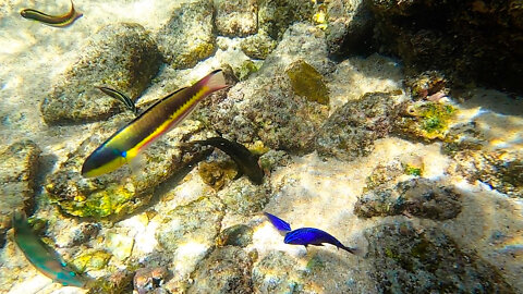 Majestic Tropical Fish Underwater Cabo Mexico