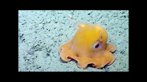 Shy Octopus Hides Inside Its Own Tentacles