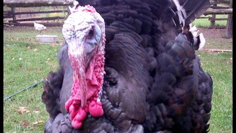Huge turkey struts