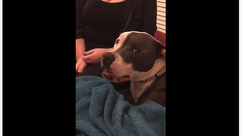 Vocal dog howls along with his humans