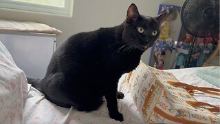 Adopting a Cat from a Shelter Vlog - Cute Precious Piper is a Purse Fashionista