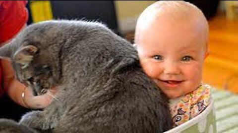 Cat in plastic bag makes baby laugh hysterically