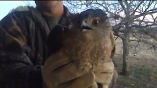 Cooper's Hawk Rescue & Release - Texas (December 2018)