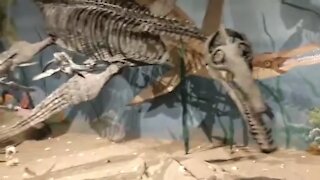 Glendive dinosaur museum virtual tour part 3