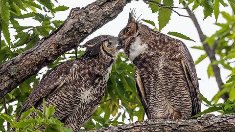 Great Horned Owls: Tender Moment, Sony A1/Sony Alpha1, 4k