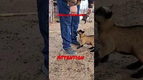 Nellie demands morning attention #goats #fun #animals #farmlife #pets #morningmotivation #coffee