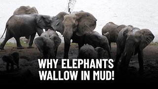 The Science Behind Elephants Mud Baths!