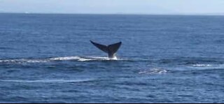 Mais de 60 baleias azuis são avistadas na Califórnia