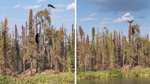 Black Bear Climbs Tree To Go After An Eagle’s Nest