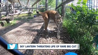 Rare big cat's life threatened by sky lantern