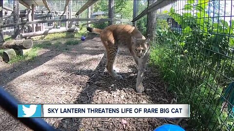 Rare big cat's life threatened by sky lantern