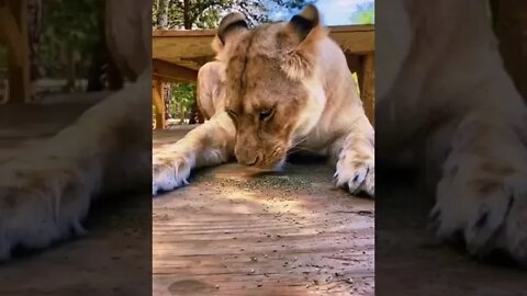 Lion trying out catnip