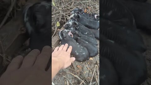 piglets born