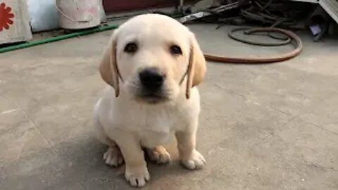 Labrador retriever Puppy 35 days old - lab small