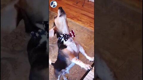 Dogs and Cats Playing - cute dog playing piano and sing - dogs of tiktok