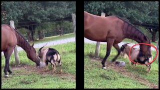 Horse bites annoying goat in the ass - Try not to laugh