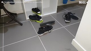 Australie: il retrouve un python dans sa chaussure