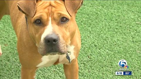 Kenny Chesney dogs ready for adoption at Big Dog Ranch Rescue