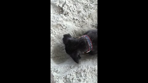 Lil Black Dog digs in the sand