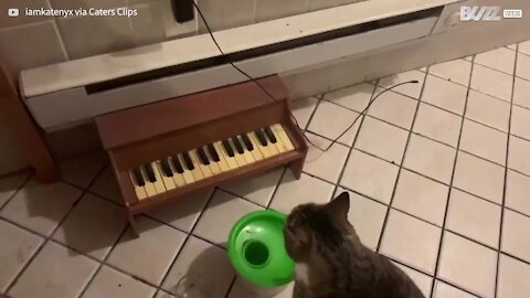 Cat requests food by playing piano