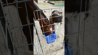 Horses Trying To Share Food!