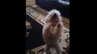 Excited dog breaks into happy dance for food