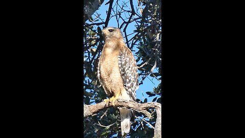 Red-shouldered Hawk🐦Bird of Prey On Duty