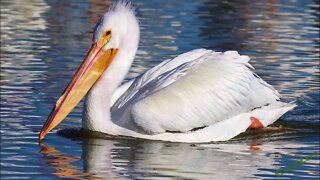 As incríveis aves aquáticas (Pelicanos)