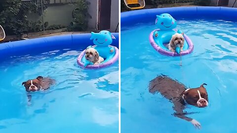 Boston Terrier tows doggy friend around in the pool