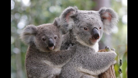 Top 10 Facts about Koalas 04