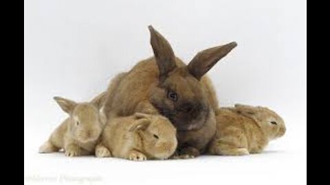 Baby Rabbits and their Mom,very beautiful and cute video