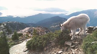 Mountain Goats and Inline Skating