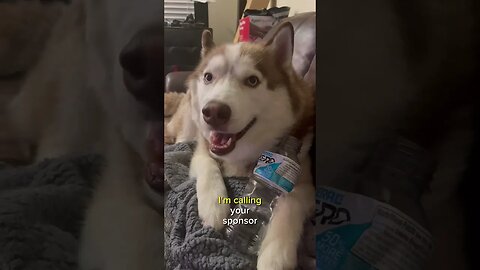 My husky has a problem