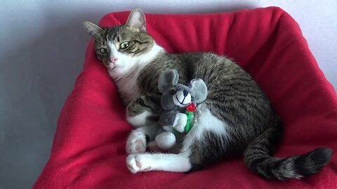 Sweet Little Cat Loves His Plush Toy