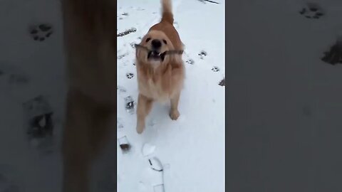 Cute And Funny Dog Playing Moment Smart Dog