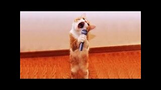OMG So Cute ♥ Best Funny Cat Videos Part 49