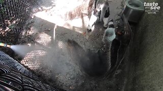 How anteaters cool off at the Palm Beach Zoo
