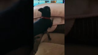 my dog singing