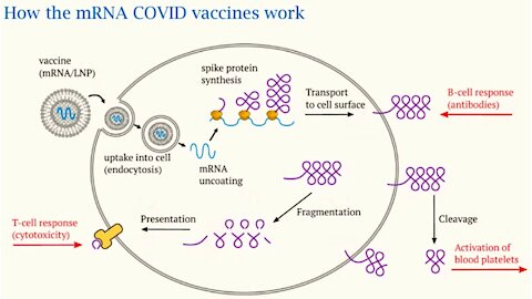Dr. Michael Palmer masterfully explains mechanisms of harm of the COVID vaccines