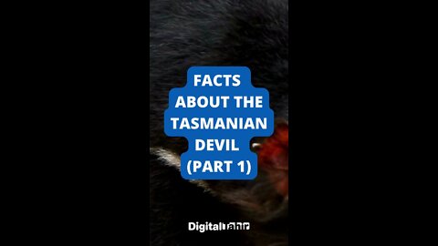 PART 1: Top 10 Facts About the Tasmanian Devil #shorts