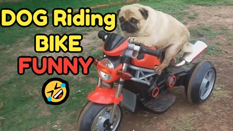 Funny Dog Riding Bike lol #badKarma