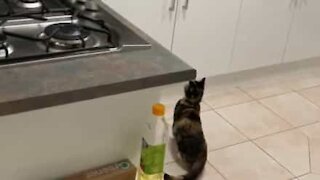 Cat jumps on aluminium foil and is bolted across the room
