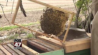 Local beekeeper offers to take care of hives for free to save bee population