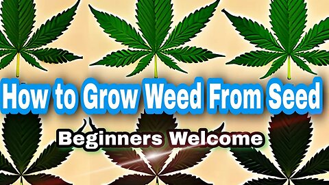 How to start Cannabis Grow from Seed - The Dude Grows Show (1,425)