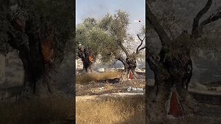 How A 1,000 Year Old #Olive #Tree Was #Burned Down? #Palestine #westbank