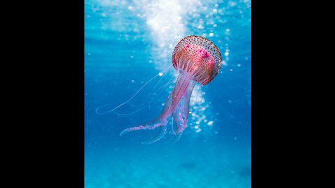 Jellyfish Aquarium show off